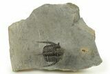 Bumpy Cyphaspis Trilobite - Top Quality Specimen #287352-3